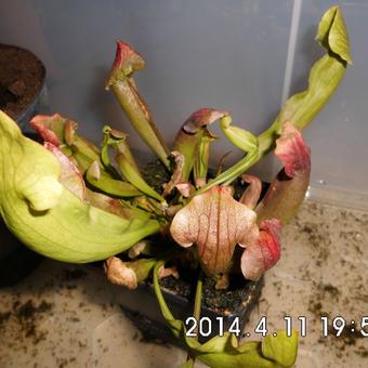 Sarracenia