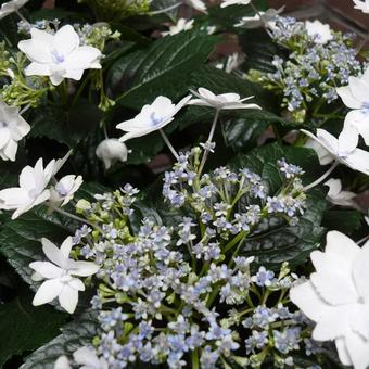 Hydrangea macrophylla 'Hanabi'