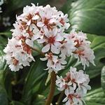 Bergenia 'Britten' - 