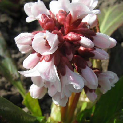 Bergenia 'Britten' - 