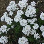 Iberis sempervirens 'Senior' - 