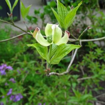 Cornus florida f. rubra