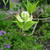 Cornus florida f. rubra