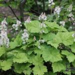 Tiarella - Schaumblüten