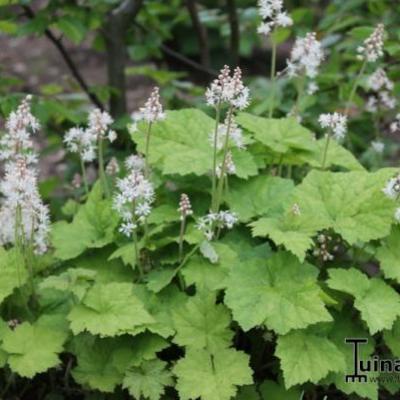 Tiarella - 