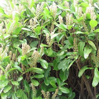 Prunus Laurocerasus 'Rotundifolia’