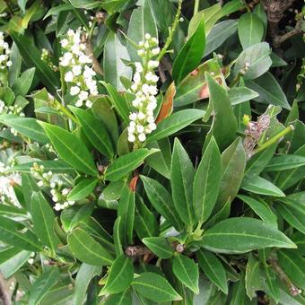 Prunus laurocerasus 'Otto Luyken'