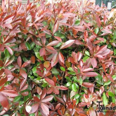 Photinia x fraseri 'Red Robin' - 