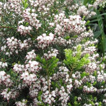 Erica x darleyensis