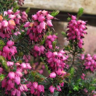 Erica carnea