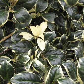 Ilex aquifolium 'Golden van Tol'