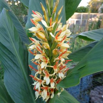 Hedychium densiflorum 'Stephen'