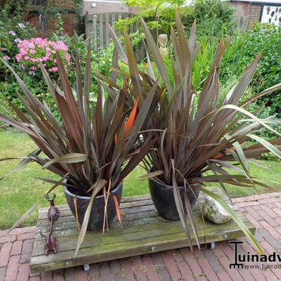 LIN DE NOUVELLE ZÉLANDE 'PURPUREUM' - Phormium tenax 'Purpureum' 