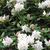 Rhododendron 'Cunningham's White'