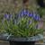 Muscari armeniacum