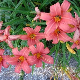 Hemerocallis 'Pink Damask'