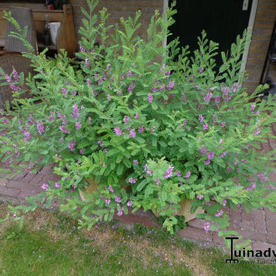 Indigofera heterantha - 