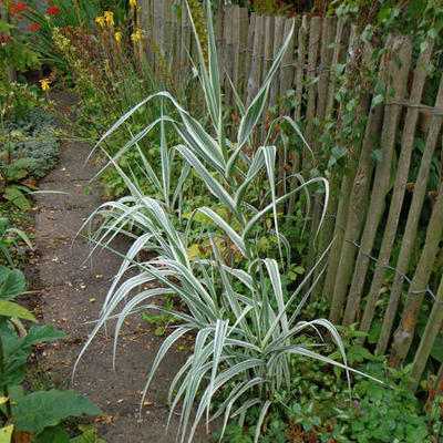 Arundo donax - Arundo donax var. versicolor