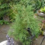 Sequoiadendron giganteum 'Pendulum' - 