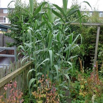 Arundo donax