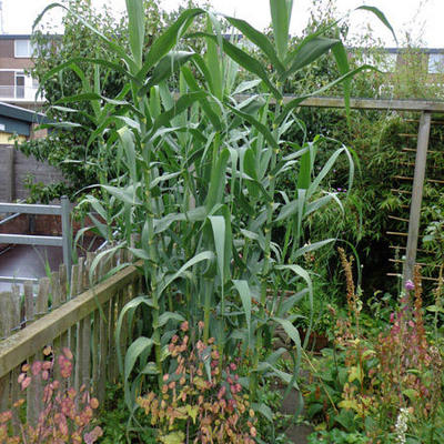 Arundo donax - canne de Provence