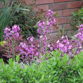 Erysimum 'Bowles Mauve'