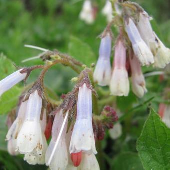 Symphytum grandiflorum 'Wisley Blue'