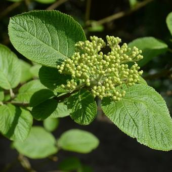 Viburnum lantana