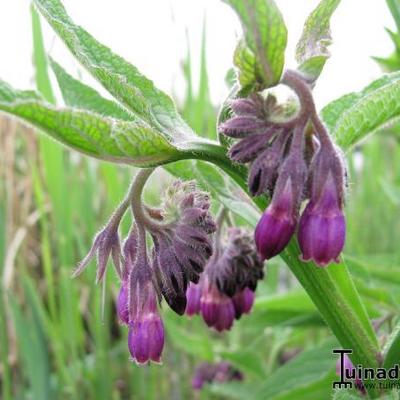 Consoude officinale - Symphytum officinale