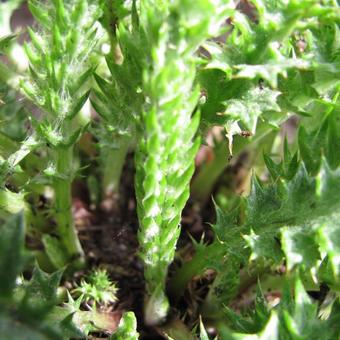 Carlina acaulis subsp. simplex