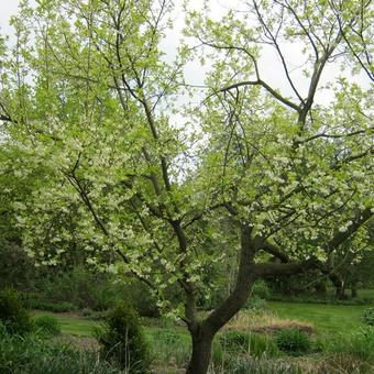 Halesia monticola