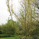 Acer rufinerve 'Erythrocladum' - 