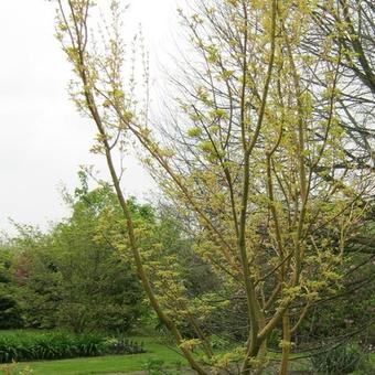 Acer rufinerve 'Erythrocladum'