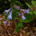 Mertensia virginica - 