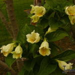 Weigela middendorffiana - 