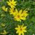 Coreopsis verticillata