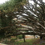 Dracaena draco - Dragonnier des Canaries