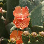 Opuntia - Opuntien