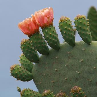 Opuntia