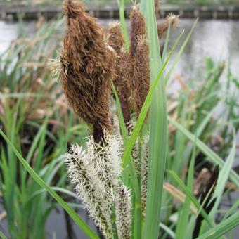 Carex riparia