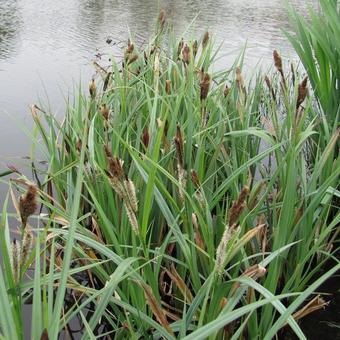 Carex riparia