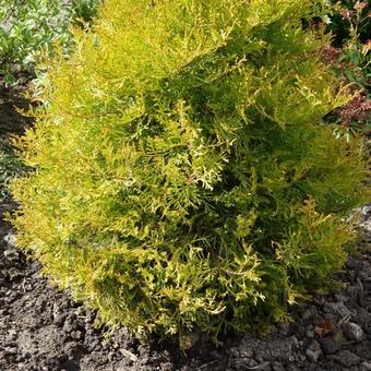 Thuja occidentalis 'Rheingold'