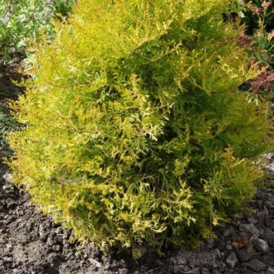 Thuja occidentalis 'Rheingold' - 