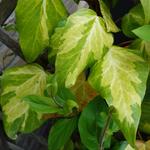 Hedera colchica 'Sulphur Heart' - Hedera colchica 'Sulphur Heart'