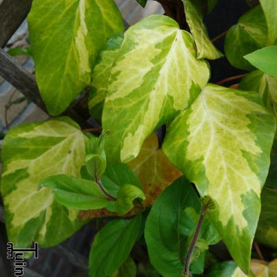 Hedera colchica 'Sulphur Heart' - 