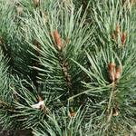 Pinus sylvestris - Pin sylvestre