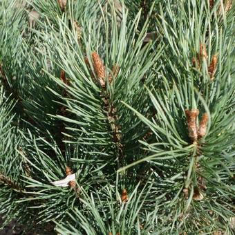 Pinus sylvestris