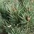 Pinus sylvestris