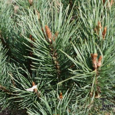 Pinus sylvestris - Waldkiefer