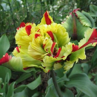 Tulipa 'Double Flaming Parrot'